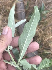 Buddleja sessiliflora