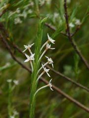 Struthiola myrsinites