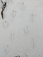 Spheniscus magellanicus