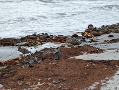 Tachyeres brachypterus