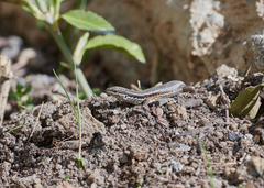Ablepharus himalayanus
