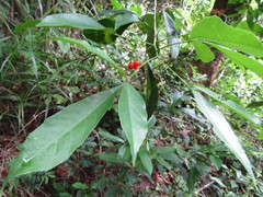 Allophylus puberulus