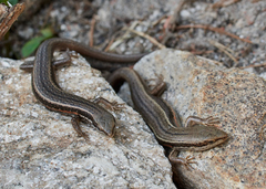 Ablepharus himalayanus