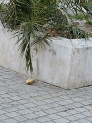 Rattus norvegicus