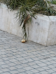 Rattus norvegicus