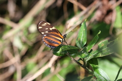 Eueides isabella eva
