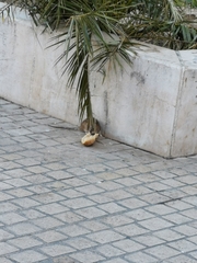 Rattus norvegicus