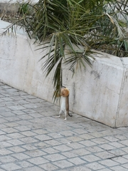 Rattus norvegicus