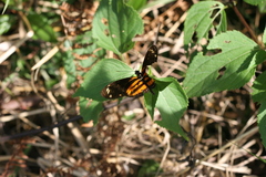Eueides isabella eva