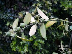Buxus liukiuensis