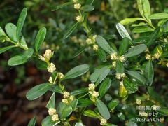 Buxus harlandii