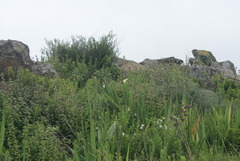 Zantedeschia aethiopica