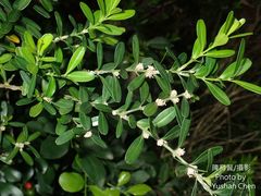 Buxus harlandii