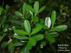 Buxus harlandii