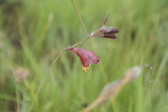 Gladiolus woodii
