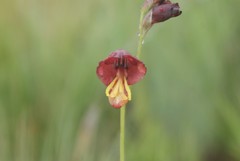 Gladiolus woodii