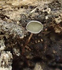 Martininia panamaensis