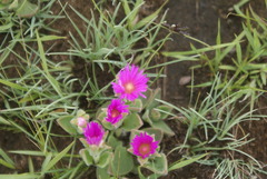 Delosperma sutherlandii