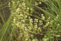 Psammotropha