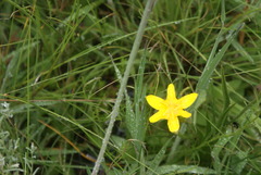 Hypoxis argentea