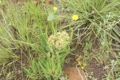 Xysmalobium stockenstromense