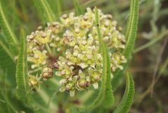 Xysmalobium stockenstromense