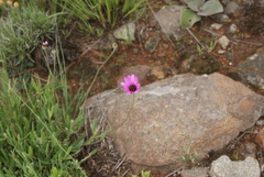 Dimorphotheca spectabilis