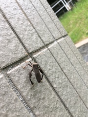 Pseudomictis distinctus