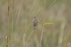 Cisticola cantans