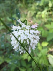 Trifolium vesiculosum