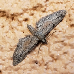 Eupithecia placidata