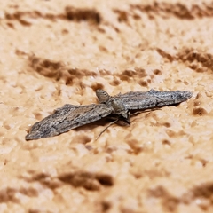Eupithecia placidata