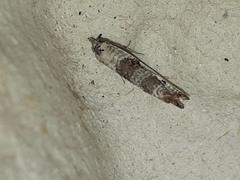 Phtheochroa simoniana
