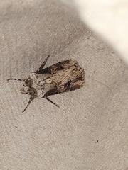 Agrotis catalaunensis