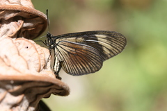 Actinote melampeplos