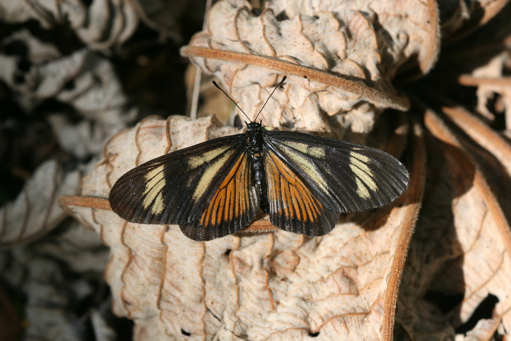Bow-winged Actinote