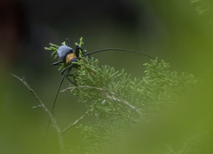 Nemophas batoceroides