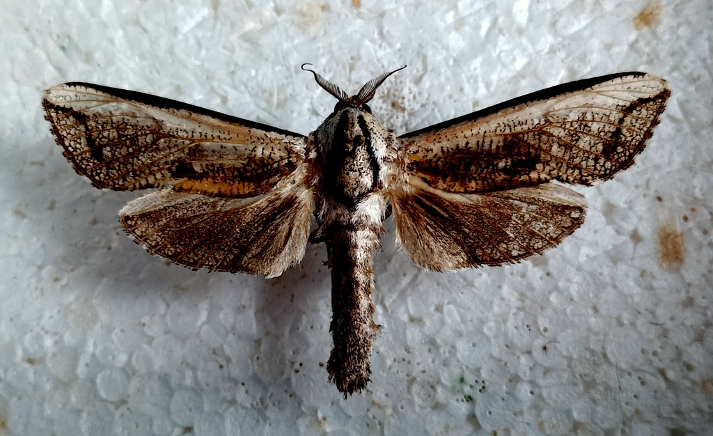 Azygophleps regia