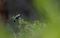 Nemophas batoceroides