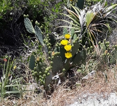 Opuntia tunoidea