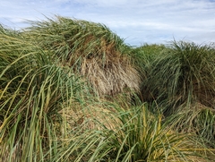 Poa flabellata