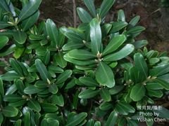 Buxus harlandii