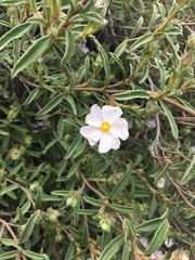 Cistus × skanbergii