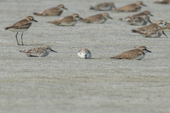 Calidris pygmaea