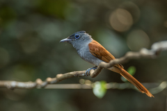 Terpsiphone affinis indochinensis