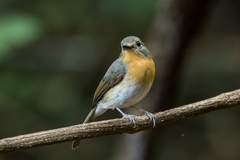 Cyornis sumatrensis