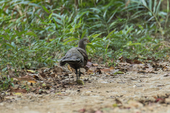Polyplectron bicalcaratum