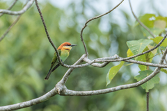 Merops leschenaulti leschenaulti