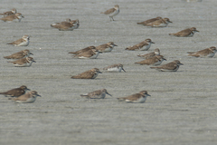 Calidris pygmaea