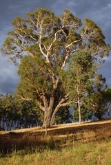 Eucalyptus viminalis cygnetensis